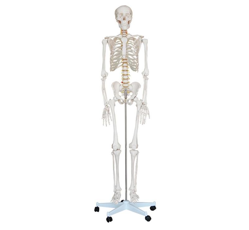 Modelo Esqueleto Humano 180 cm