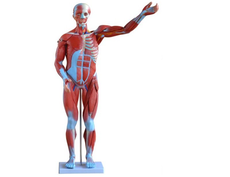 Modelo Torso Muscular 