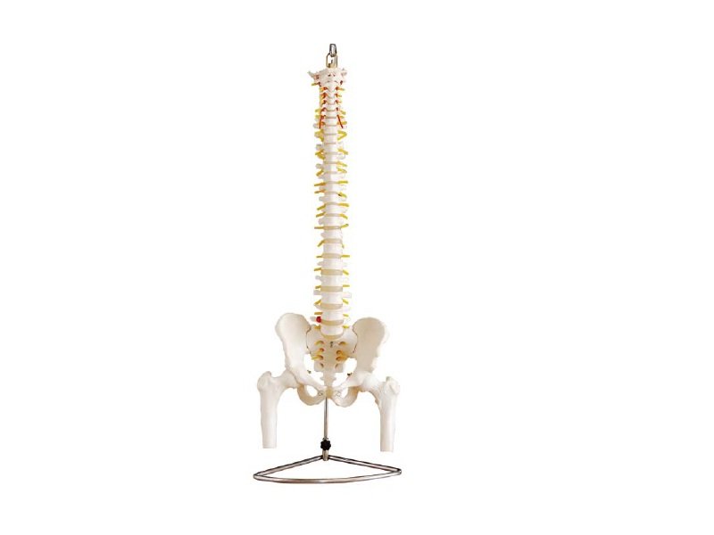 Modelo de Columna Vertebral con Pelvis y F&eacute;mur