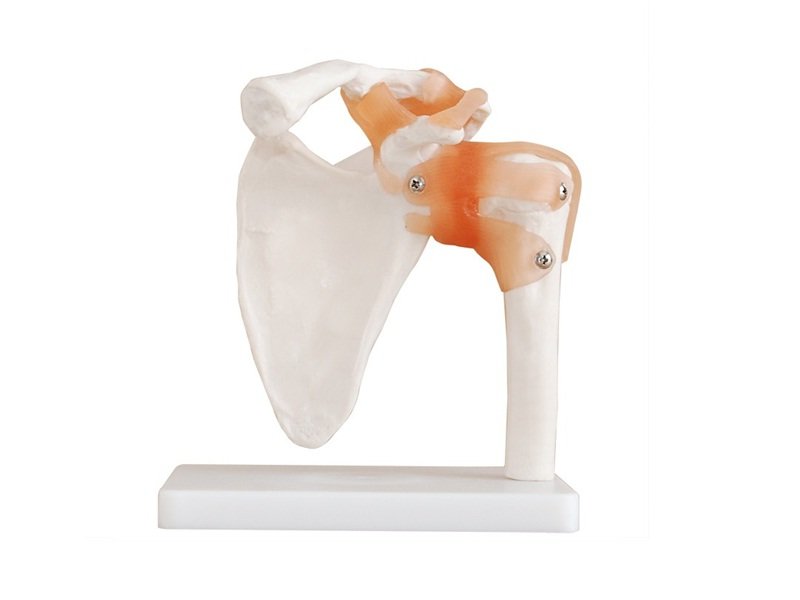 Modelo de Articulaci&oacute;n Hombro