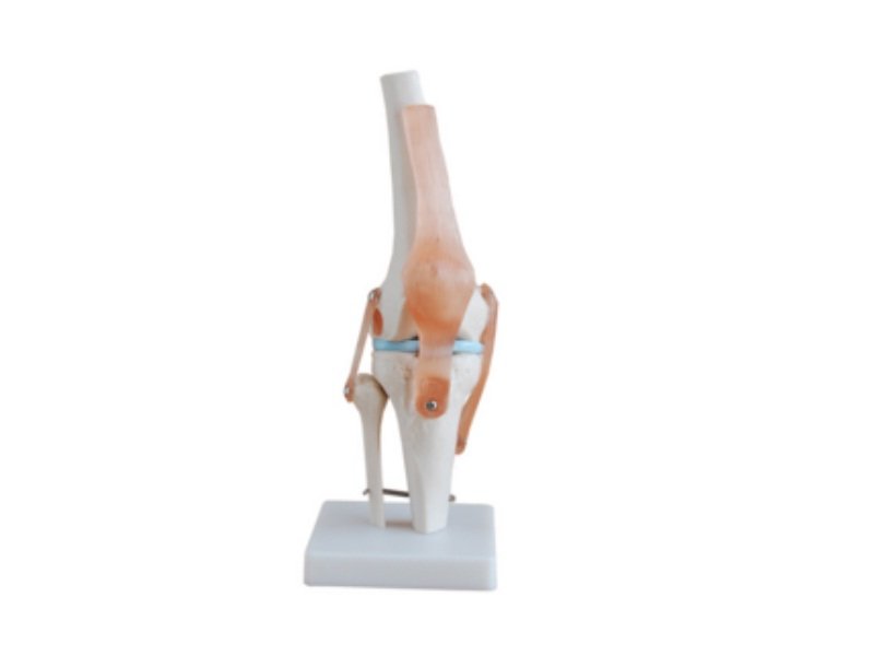 Modelo de Articulaci&oacute;n de la Rodilla