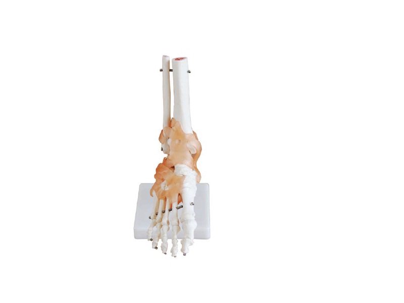 Modelo de Pie Humano con Ligamentos