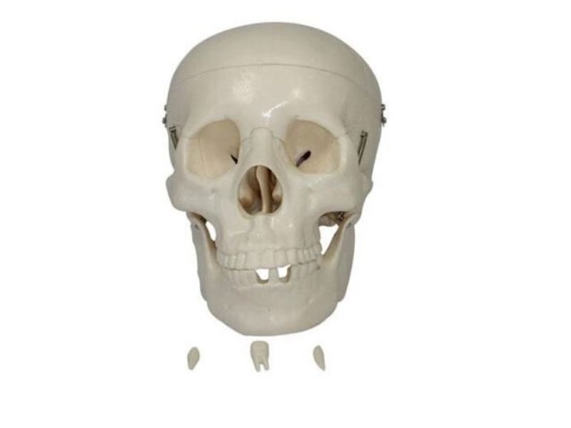 Modelo de Cr&aacute;neo Humano Tama&ntilde;o Natural