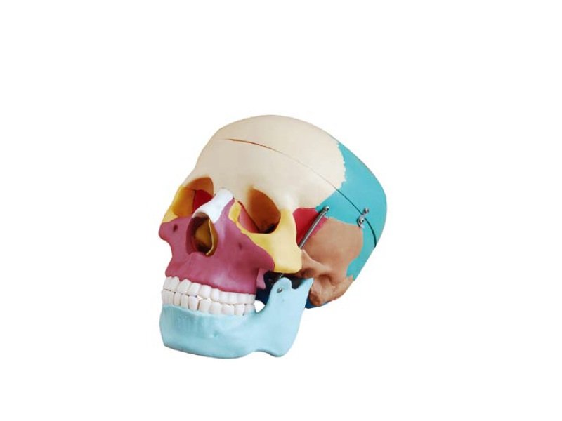 Modelo de Cr&aacute;neo Humano en Colores