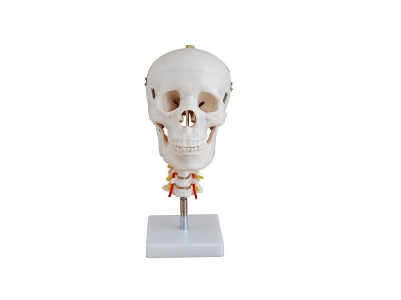 Modelo de Cr&aacute;neo Humano con Cervical