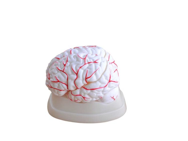 Modelo de Cerebro Humano en 8 Partes 