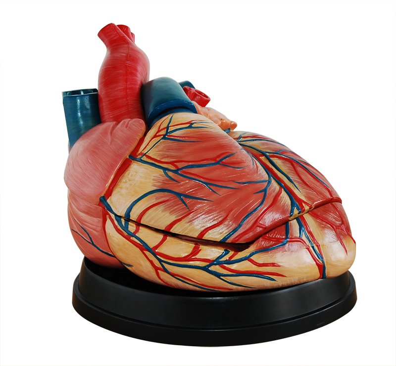 Modelo de Coraz&oacute;n Humano