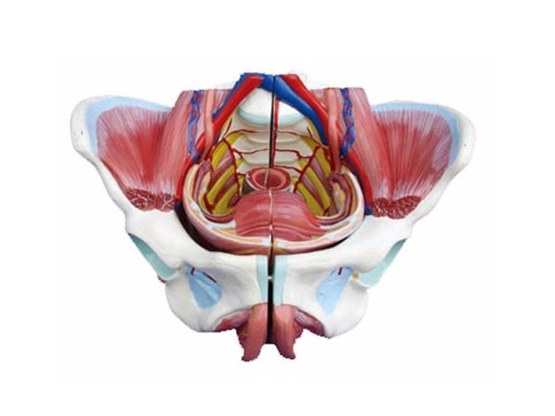 Modelo de &Oacute;rgano Genital Femenino