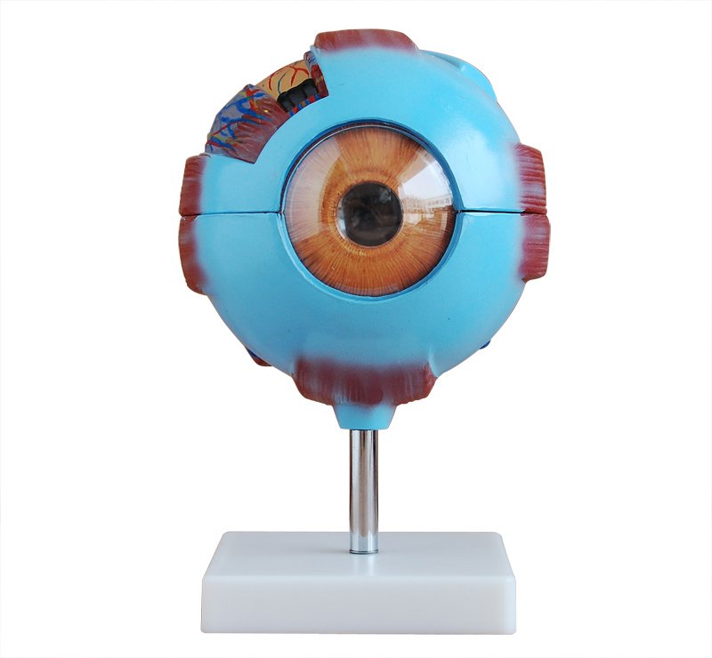 Modelo Ojo Humano Gigante