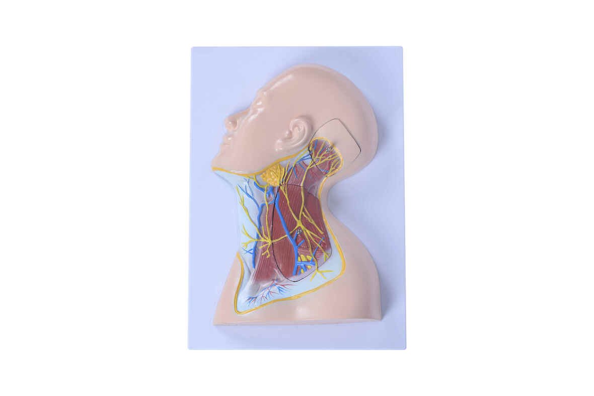 Modelo Humano del Cuello con Nervios 
