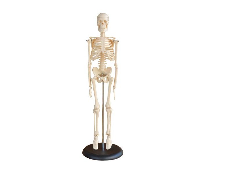 Modelo de Mini Esqueleto Humano 45 cm