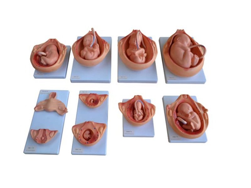 Modelo del Proceso Embrionario en 10 Partes